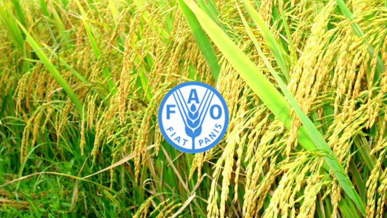 giá lương thực FAO tăng
